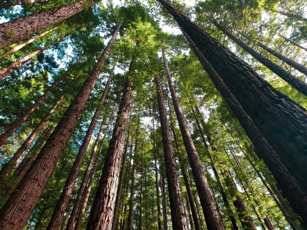 pexels-photo-2880245-2880245 Low angle shot of tall redwood trees in a lush Warburton forest, Victoria, Australia.
